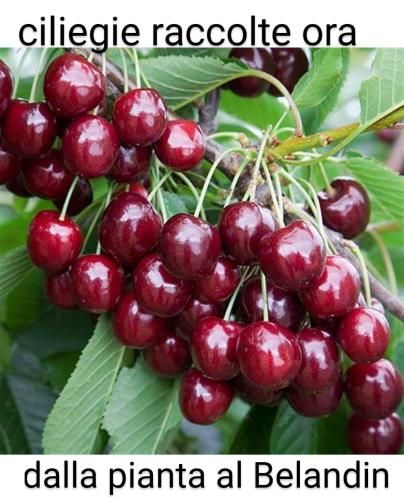 Belandin Ristorante Hotel 3