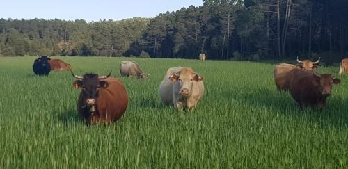 Masia los Toranes - Destino Starlight 2