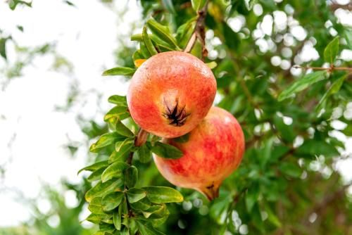 Agroturismo Can Pardal 2