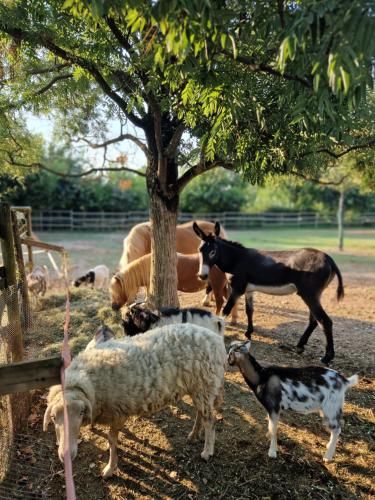 Agriturismo Corte Gaia 3