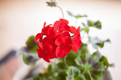 Solheimar Eco-Village Guesthouse 3