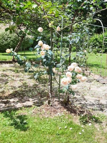 Hostellerie de La Roseraie 3