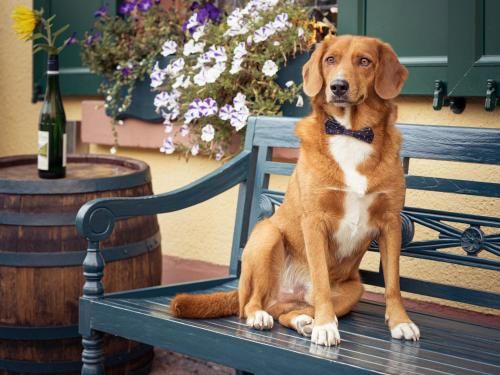 Weinhotel des Riesling Zum Grünen Kranz 3