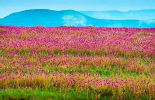 Vamoose Laxmi Hill Resort 2