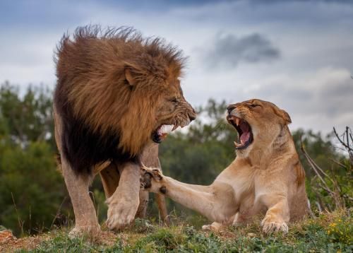 Kariega Game Reserve Ukhozi Lodge 3