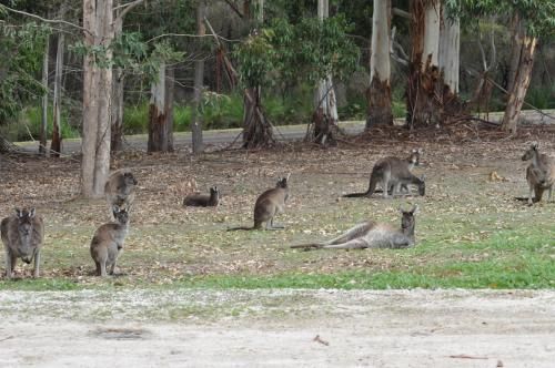 Karri Valley Chalets 4 estrelas em Pemberton