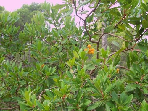 Aljibe de Monastrell 3