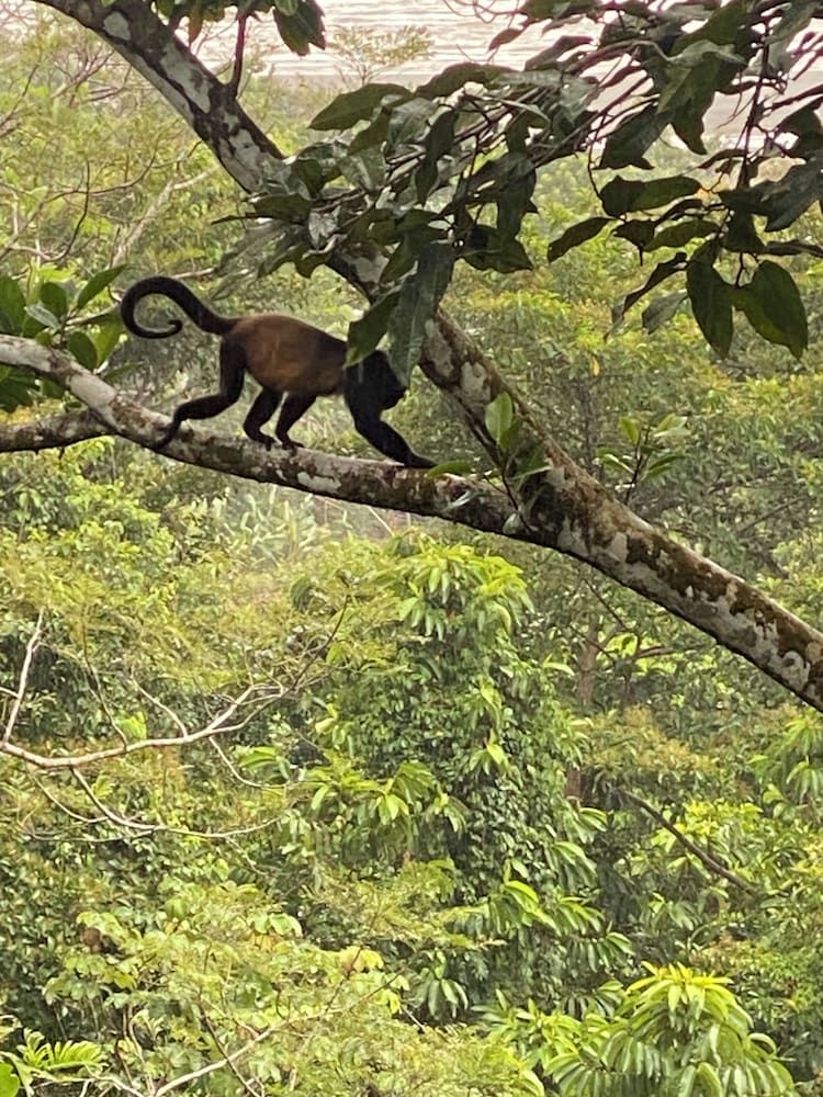 Villas en el bosque -1 estrellas en Ojochal