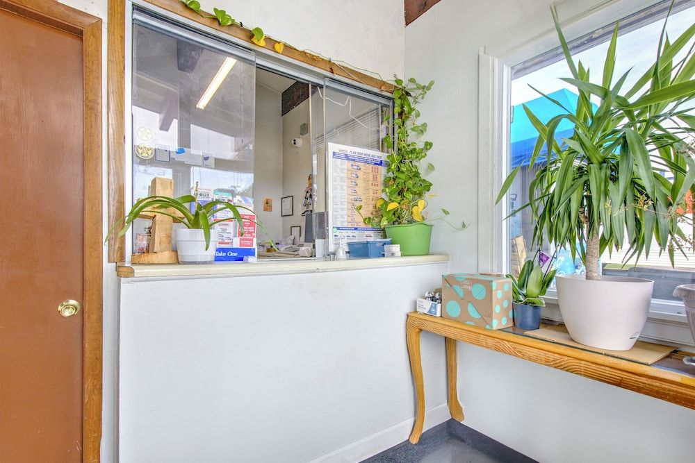 OYO Palm Leaf Motel 3