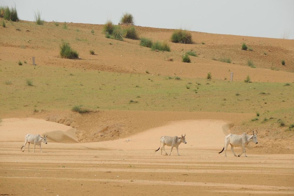 Dhula Garh  A Heritage Hotel 2