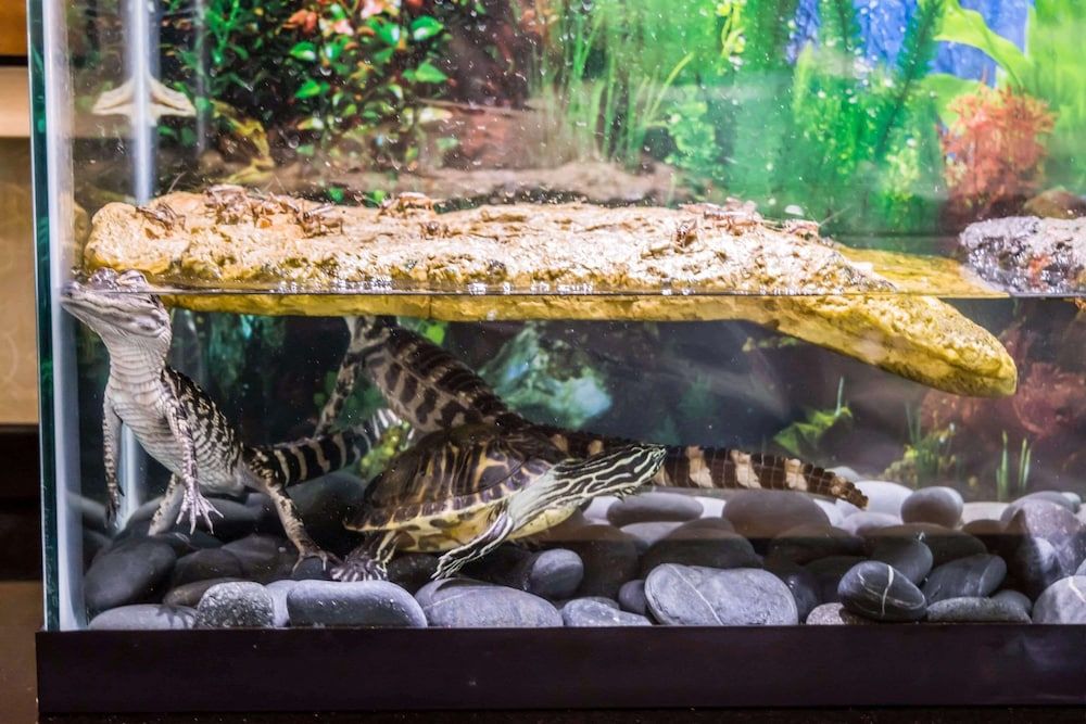 Comfort Suites Palm Bay - Melbourne 3