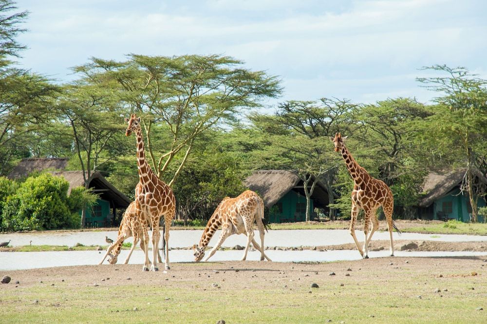 Sweetwaters Serena Camp 4 estrellas en Nanyuki