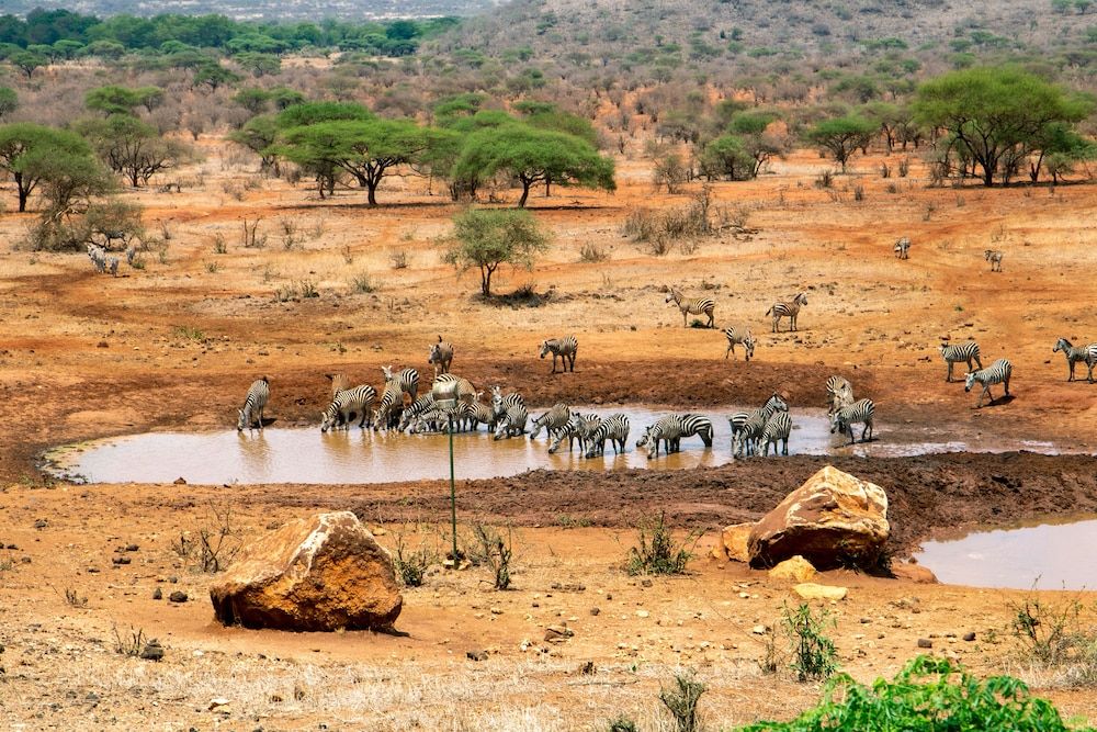 Kilaguni Serena Safari Lodge 4 estrelas em Tsavo
