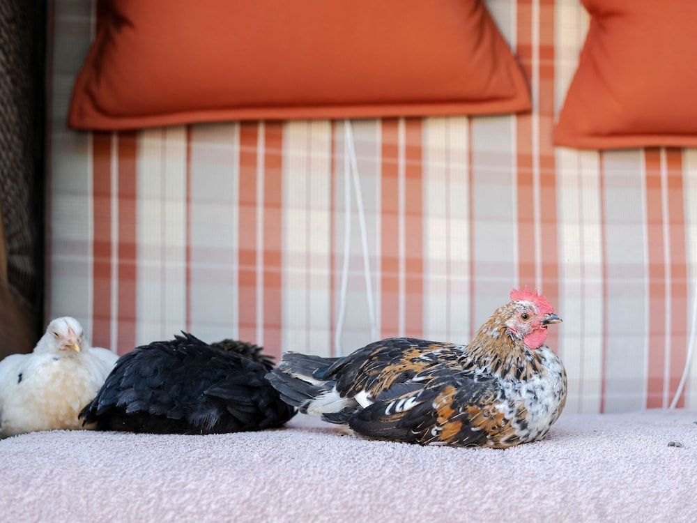 Apartments "meschermolen" Near Maastricht 3