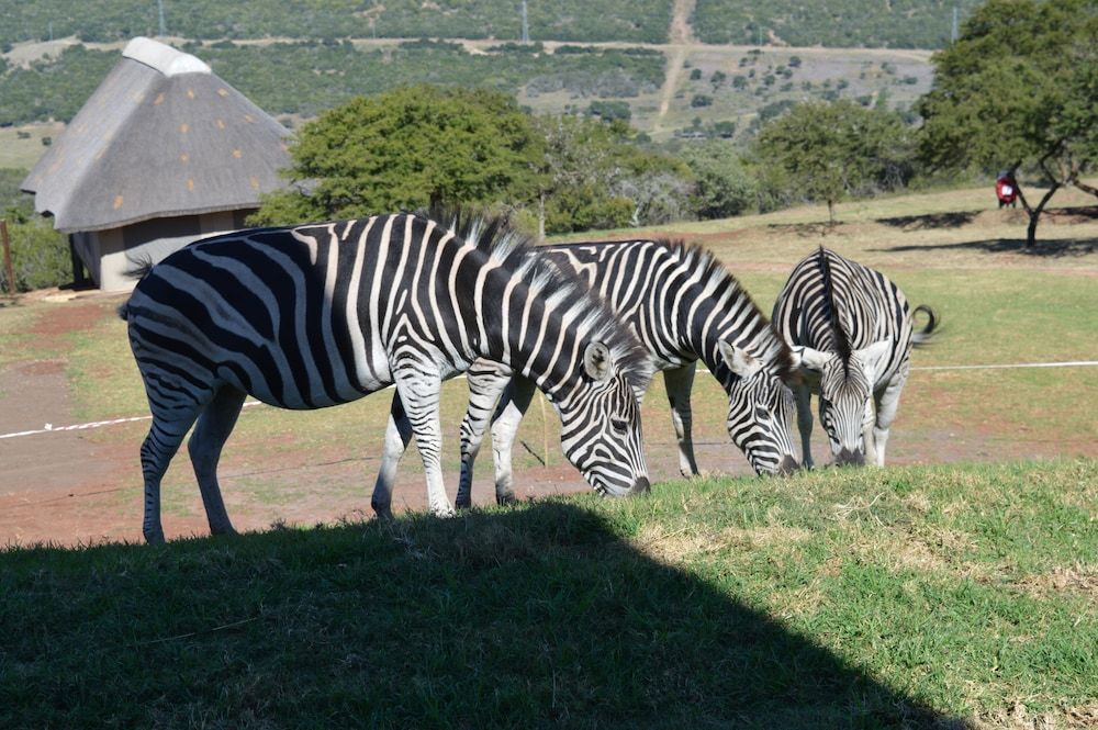 JBay Zebra Lodge 2