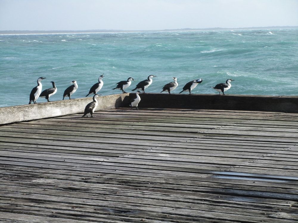 King Island Accommodation Cottages 2