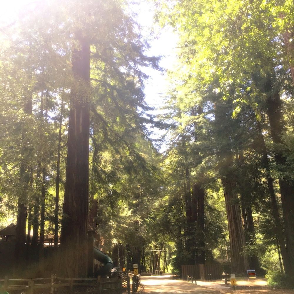 Redwoods River Resort 3