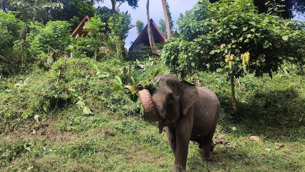 Green Forest Tangkahan -1 estrelas em Tangkahan