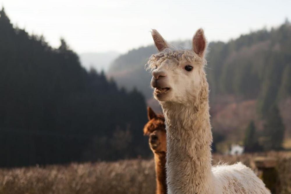 Kra Uterbaude -1 estrelas em Saupsdorf