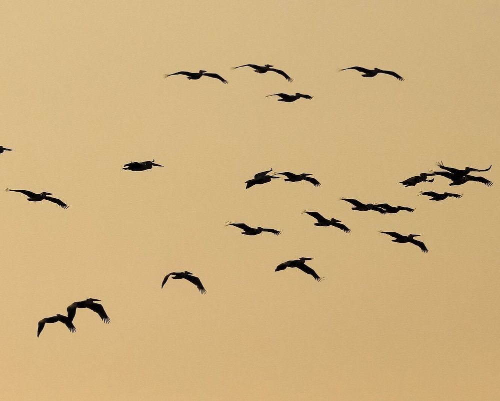 Zambezi Dusk 4 estrellas en Livingstone