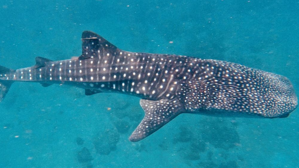 Pintuyan Dive Resort -1 estrellas en Pintuyan