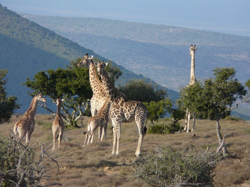 Koedoeskop Private Mountain Reserve -1 estrellas en Waterford