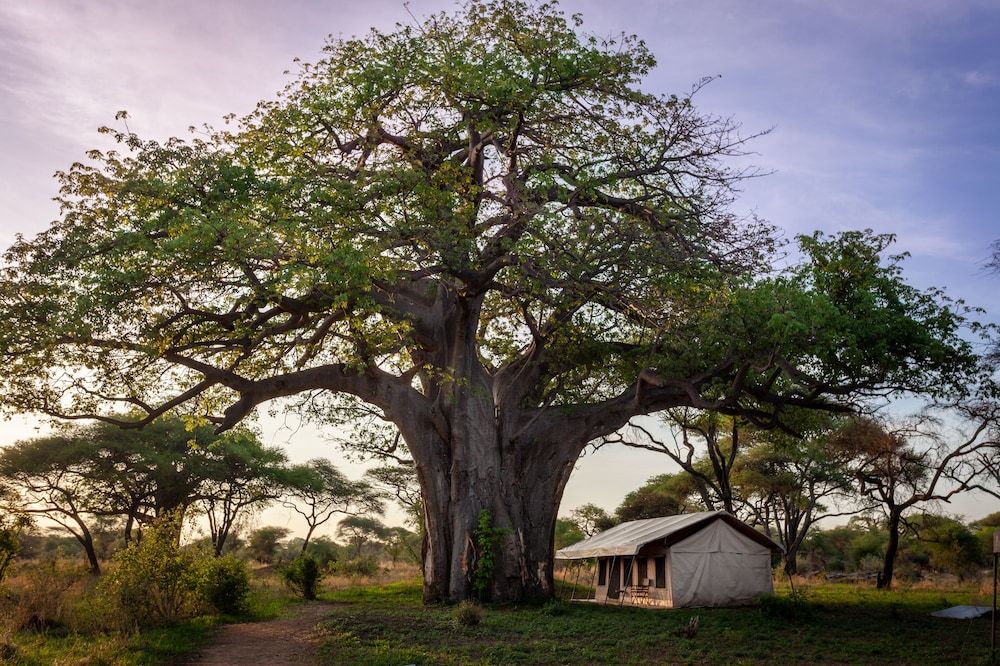 Baobab Tented Camp 3
