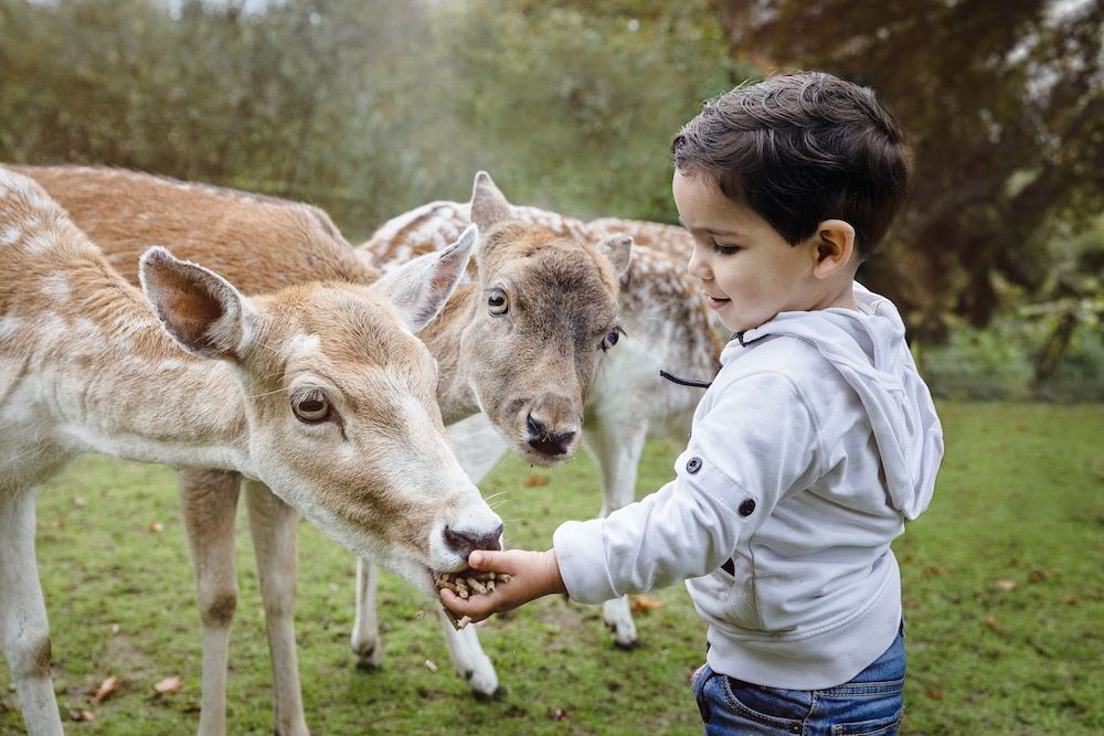 Vakantiepark Dierenbos -1 estrellas en Vinkel