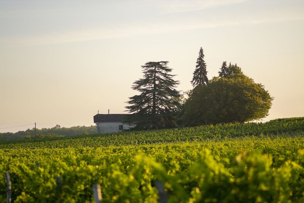 VANDENBELD Wines B&B -1 étoiles à Minzac