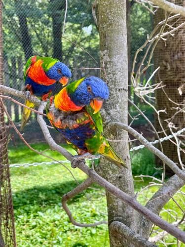 Suite Aracari, clim, balneo, terrasse - Parc des Oiseaux -1 estrellas en Villars-les-Dombes