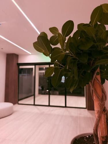 S S Sophie's Suites 2