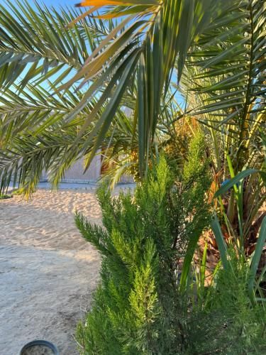 Siwa Sand Spa Resort 2