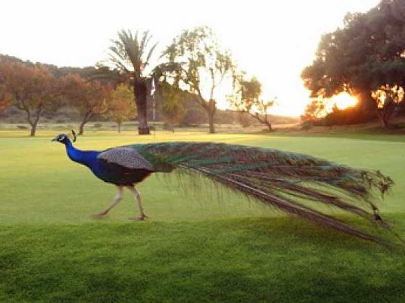 Villas Son Parc 3 Villas Son Parc 3