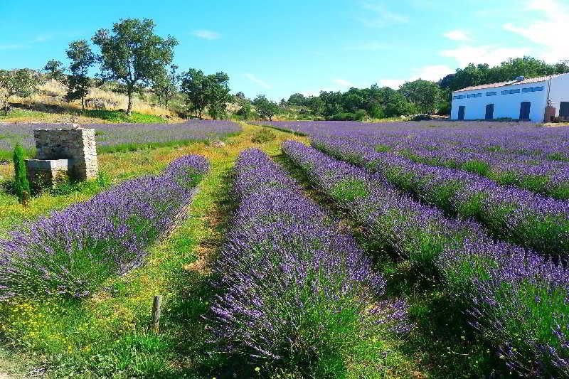 Quinta das Lavandas -1 estrelas em Castelo de Vide