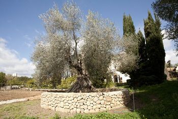 Sa Vinya des Convent 3 Sa Vinya des Convent 3